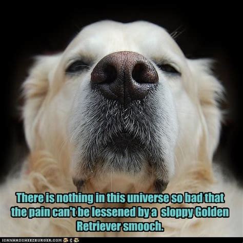 Golden Retriever Quotes And Sayings. QuotesGram