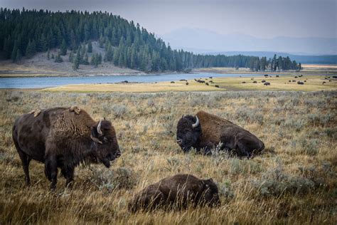 Bison of Yellowstone - Jasonian Photography