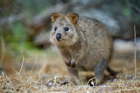 Fact File: Quokka (Setonix brachyurus) - Australian Geographic