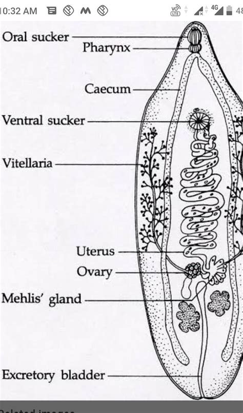 Diagram Of Liver Fluke - Animal Biology Zoology Biology Parasitism 173 ...