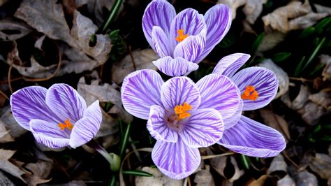 Purple and White Striped Flower - Live Wallpaper HD