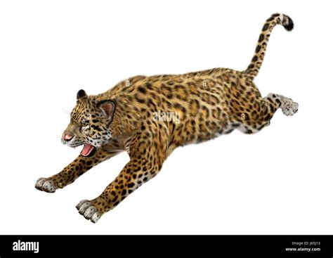 3D rendering of a big cat jaguar jumping isolated on white background Stock Photo - Alamy