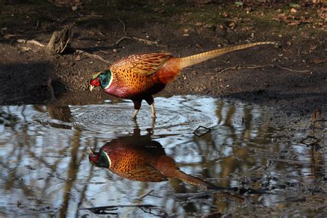 Common Pheasant by cycoze on DeviantArt