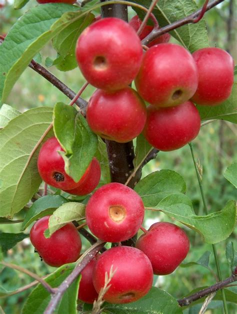 Colourful Crab Apples........ - Walcot Organic Nursery