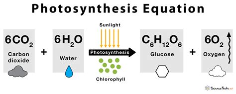 Equation For Photosynthesis