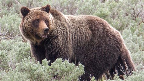 COP26 and Nature: Grizzly Bears Show Us the Connection Between Our ...