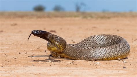 Fact File: Inland taipan- Australian Geographic