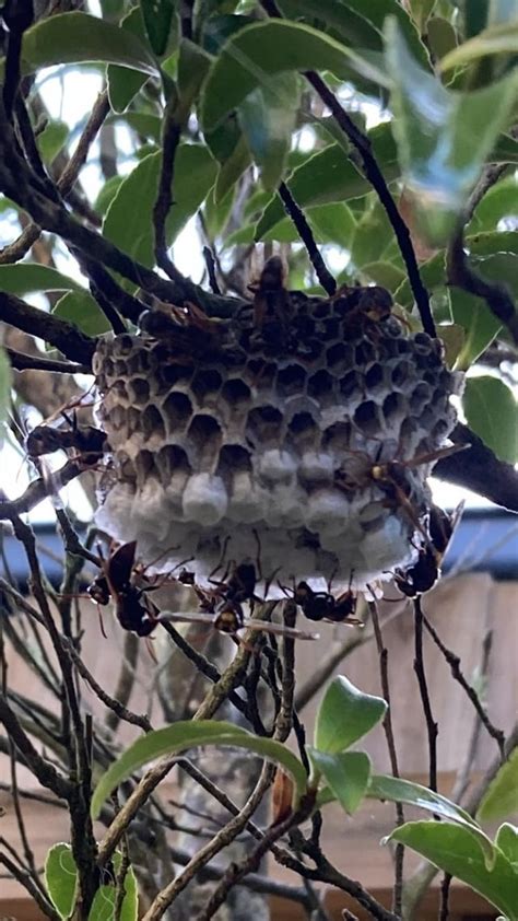 Paper wasp nest removal : r/melbourne