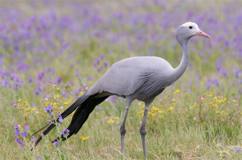 15 Gorgeous South African Birds | AFKTravel