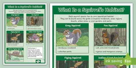 Squirrel Habitat Display Poster (teacher made) - Twinkl