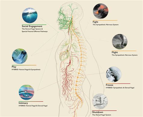 An Illustrated Guide to Polyvagal Theory - Restorative Practices ELearning Platform