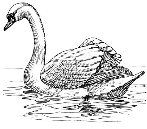 Swan Line Drawing at PaintingValley.com | Explore collection of Swan Line Drawing