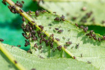 What to Do About Pests that Can Harm Your Cherry Trees - Food Gardening ...