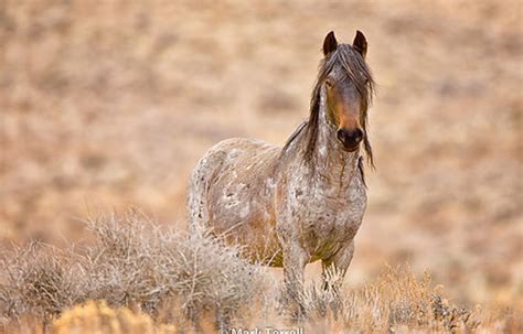 Photography Tours | Wild Horses of Nevad