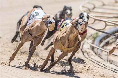 Group alleges greyhounds being trained with live rabbits | KBUR