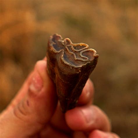 Horse Tooth Fossil | Equus sp. | Pleistocene of Florida - PaleoCris