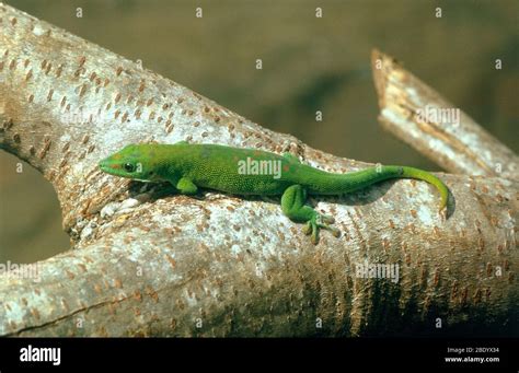 Madagascar Day Gecko Stock Photo - Alamy