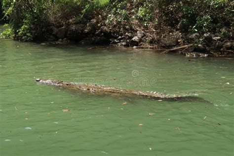 Crocodile Swimming in the River of the Sumidero Canyon Canon Del ...