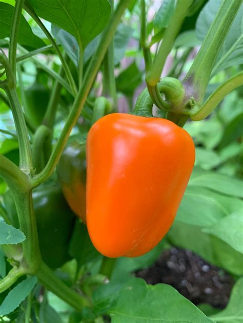 Mini Sweet Pepper Seeds Organic | Etsy