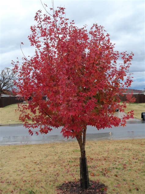 Acer truncatum (Purple Blow Maple, Shangtung Maple) | North Carolina Extension Gardener Plant ...