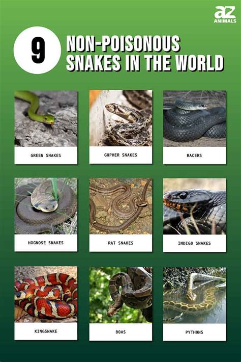 9 Non-Venomous Snakes in the World - A-Z Animals