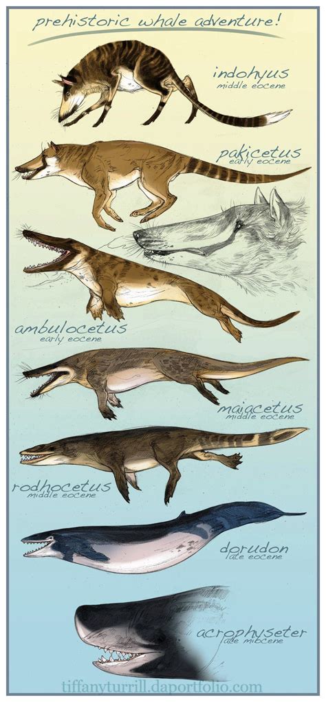 The Evolution of the whale | Extinct animals, Ancient animals, Prehistoric creatures