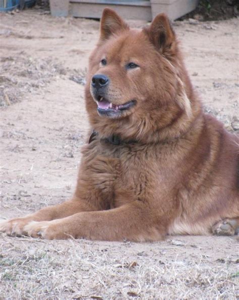 Akita Chow (Akita X Chow Mix) Dog Info, Temperament, Puppies, Pictures