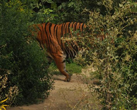 May: camouflage-study | News and features | University of Bristol