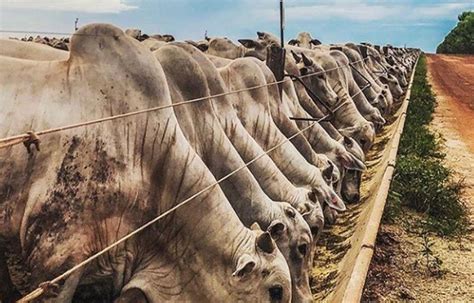 Pastos, forrajes y todo lo relacionado con alimentación para vacas lecheras - Ganadería - Toda ...