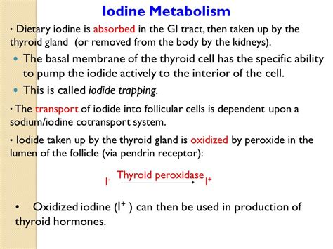 Physiology of Thyroid Gland. The thyroid gland, located below the larynx on each side of and ...