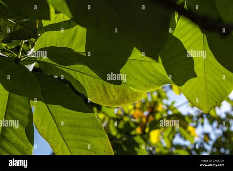 Close up view of green leaves of walnut tree with sunlight Stock Photo ...