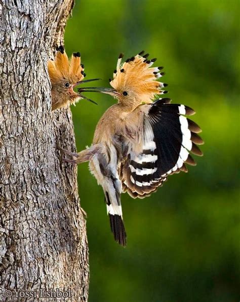 The Hoopoe - Duchifat is the national bird of Israel | Cute birds ...