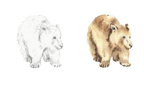 Premium Vector | Drawing of a brown bear drawn in pencil and watercolor