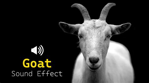 Goat Sound Effect | Goat noises | Animal Sounds - YouTube