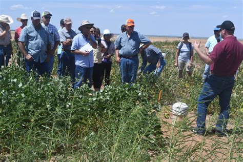 Double-cropping, longer-term cover crops options in Rolling Plains ...