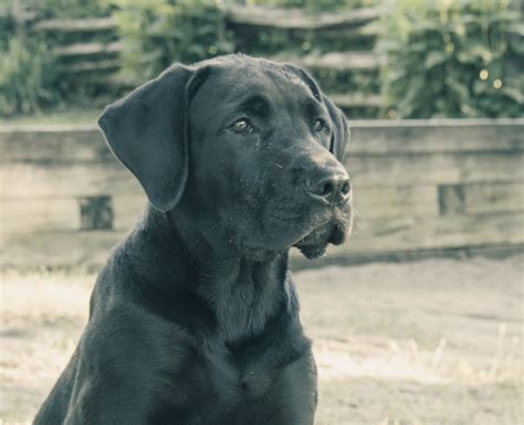 cane-corso-temperament - Cane Corso Breeders and Information