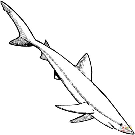 Blue Shark Drawing