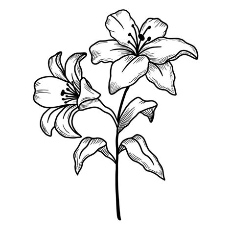 Hand Drawn Flowers Branch of Lilies on a white background. Isolated ...