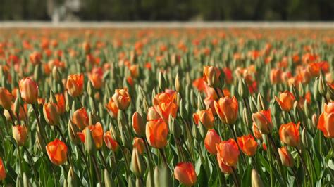 Free photo: Orange Tulips - Beautiful, Beijing, Bloom - Free Download - Jooinn