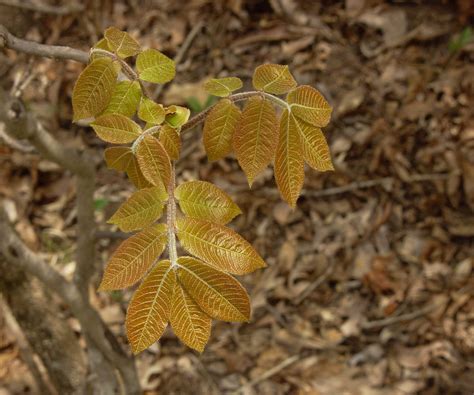 hickory leaves new – Richmond Tree Stewards