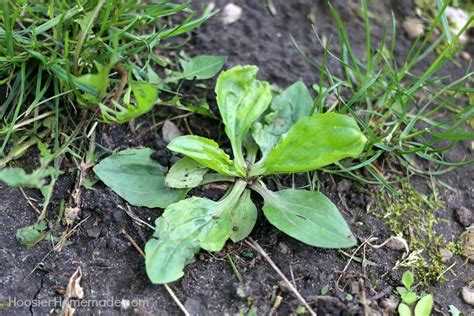 7 Common Weeds with Identification Pictures - Hoosier Homemade