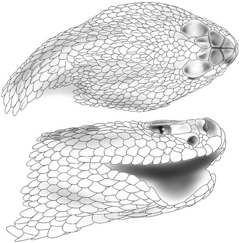 Dorsal and lateral view of the head of the holotype of Crotalus ...