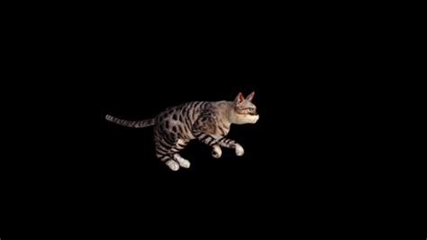 Cat Running Animationfull Hd Second Longtransparent Stock Footage Video (100% Royalty-free ...