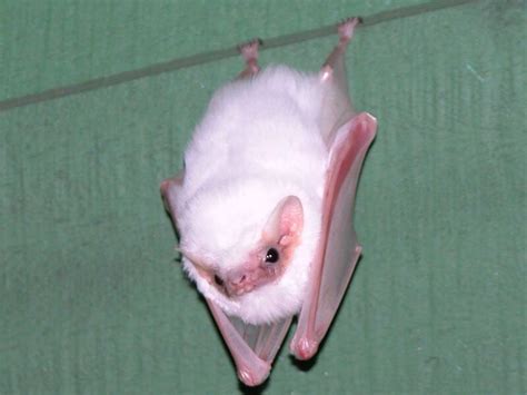 Albino bat | Rare albino animals, Albino animals, Animal pictures