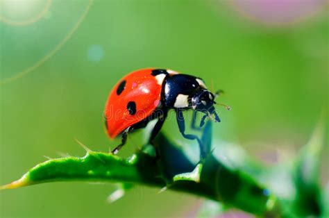 Ladybug stock photo. Image of botany, flora, natural - 34091752