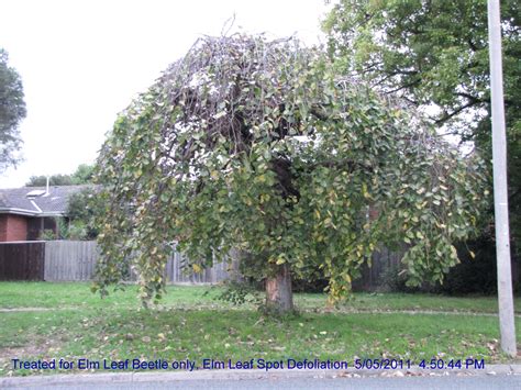 Elm Leaf Spot – now a widely spreading problem