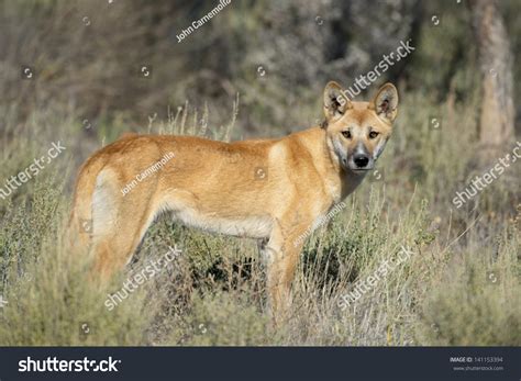 Australian Dingo In Desert Country In Outback Queensland, Australia ...