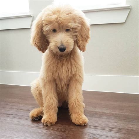 Goldendoodle Haircuts that Will Make You Swoon! | Goldendoodle haircuts ...