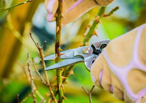 Rose tree pruning - when and how to prune roses