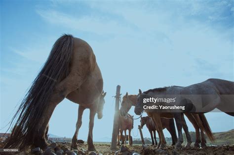 Horse On The Field Grass High-Res Stock Photo - Getty Images